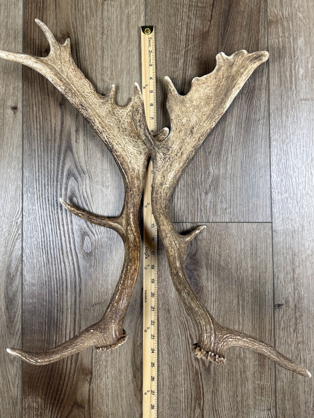 Authentic Naturally Shed Fallow Deer Antlers 1 Pair - Picture 7 of 10